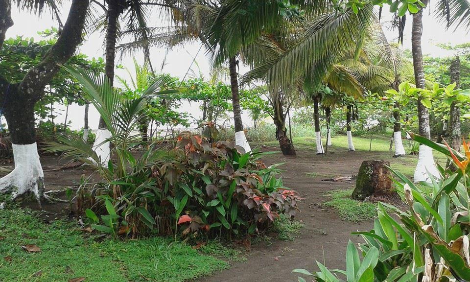 Cabinas Balcon Del Mar Tortuguero Exteriér fotografie